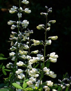 White Wild Indigo, White False Indigo, Baptisia, Baptisia alba, B. leucantha, B. albescens